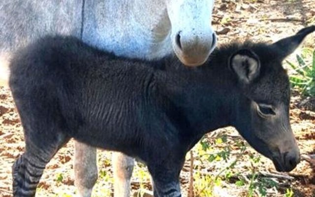 Gansbaai Wat kry jy as jy n donkie met zebra kruis_1